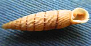 Siciliaria?